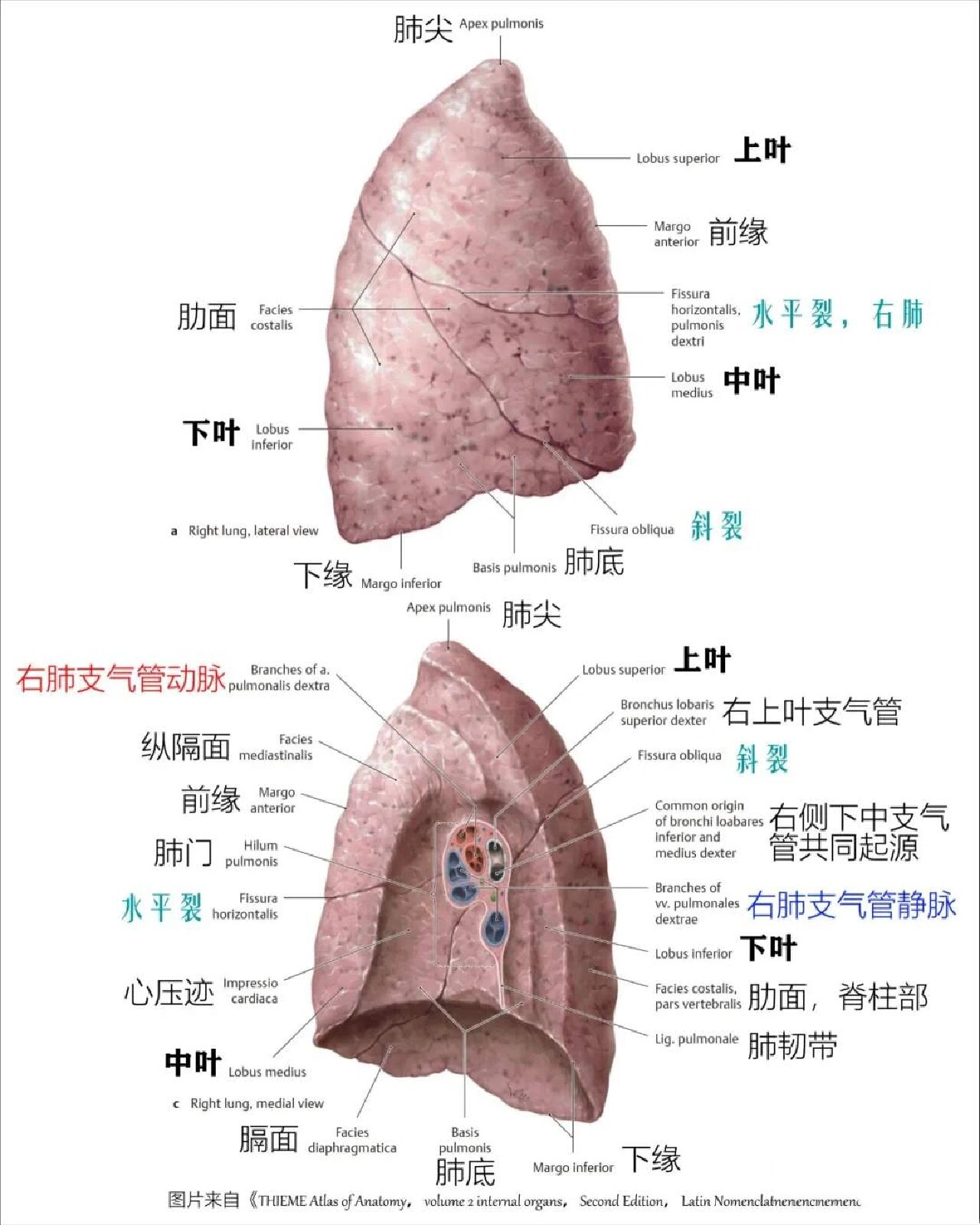 膈上裂孔的位置图图片