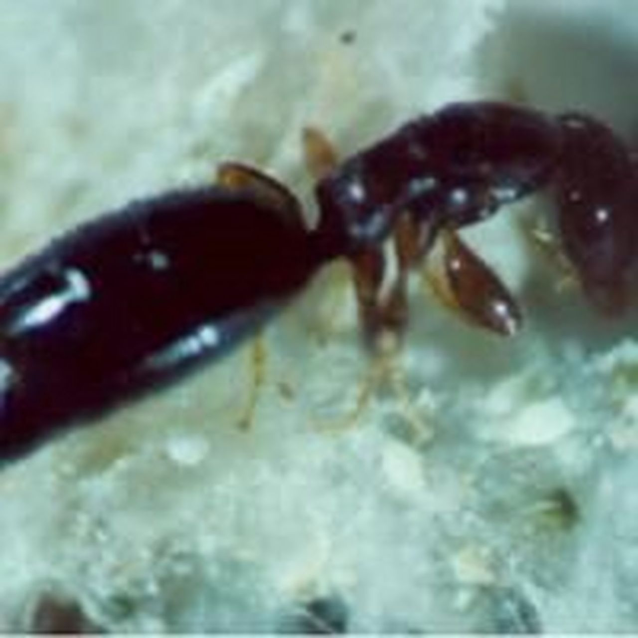 最近床上有像蚂蚁一样的虫子咬 蒽顾名思义这个虫子叫(肿腿蜂) 长那么