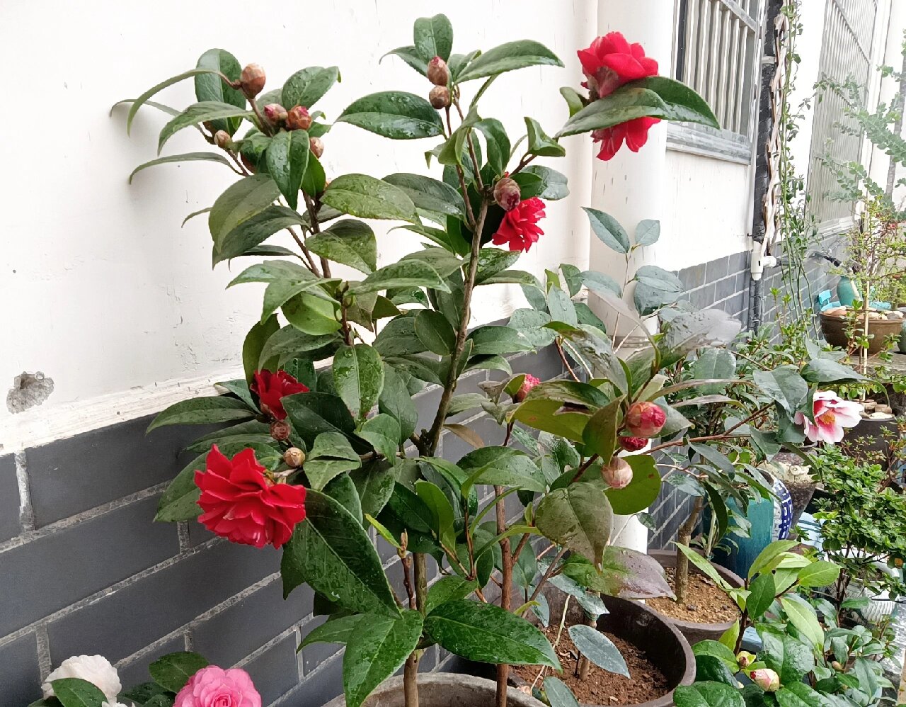 茶花伯拜范