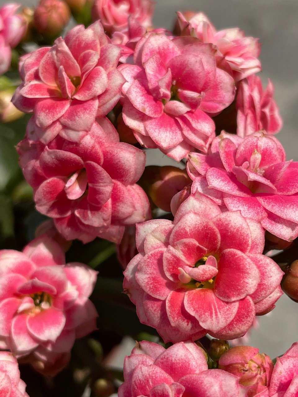 长寿花:鸳鸯锦.