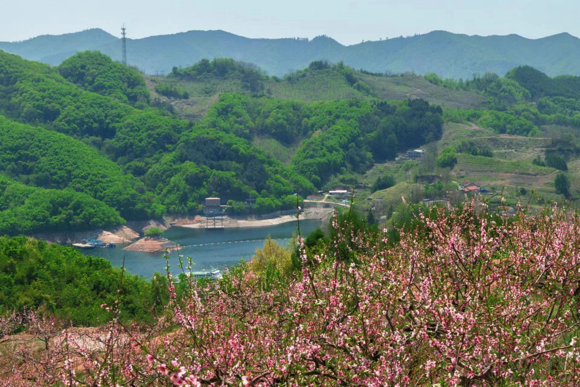 河口桃花图片