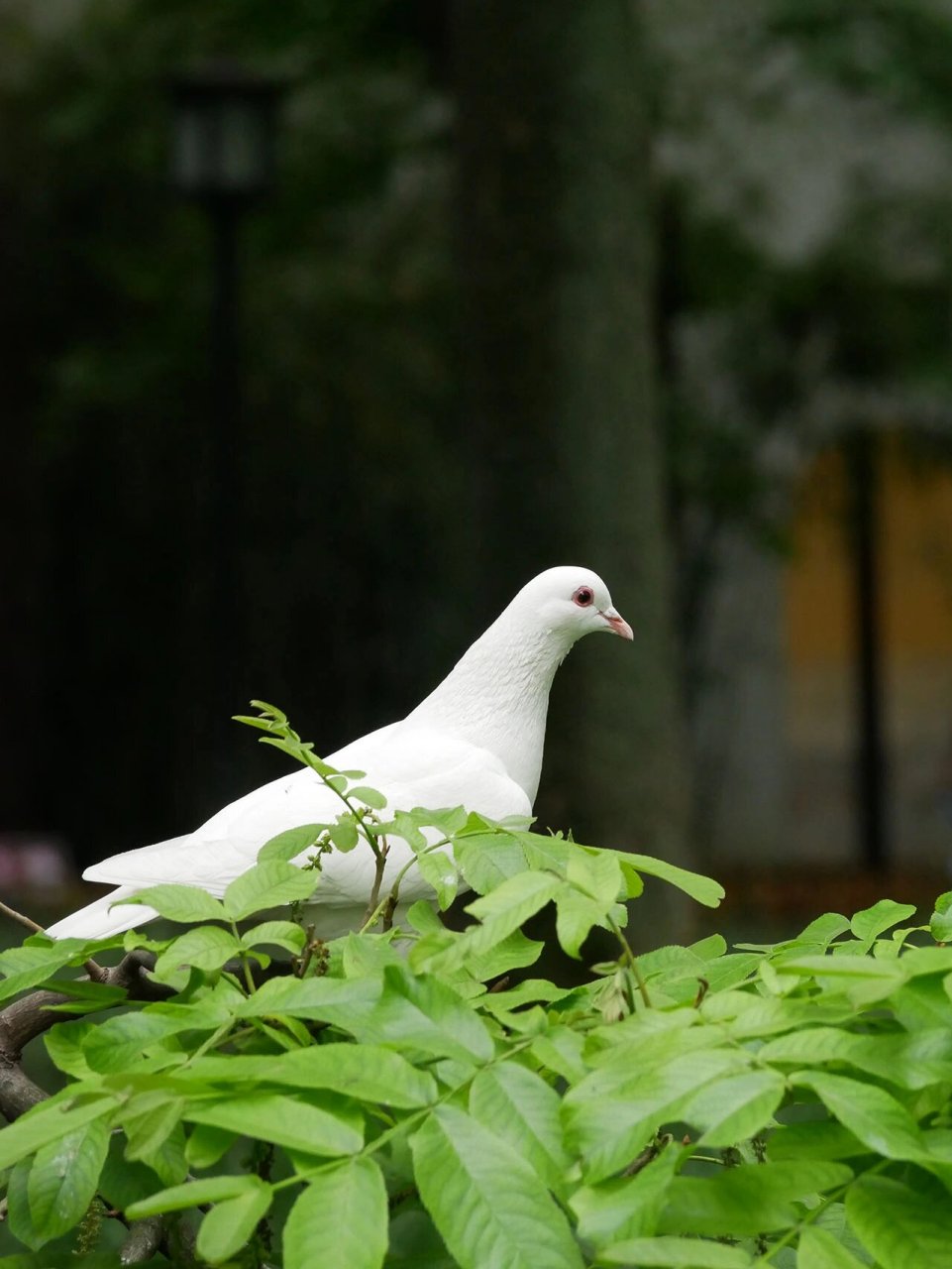 西园寺的白羽王鸽92 超级可爱,不喜欢鸟鸟的有难了