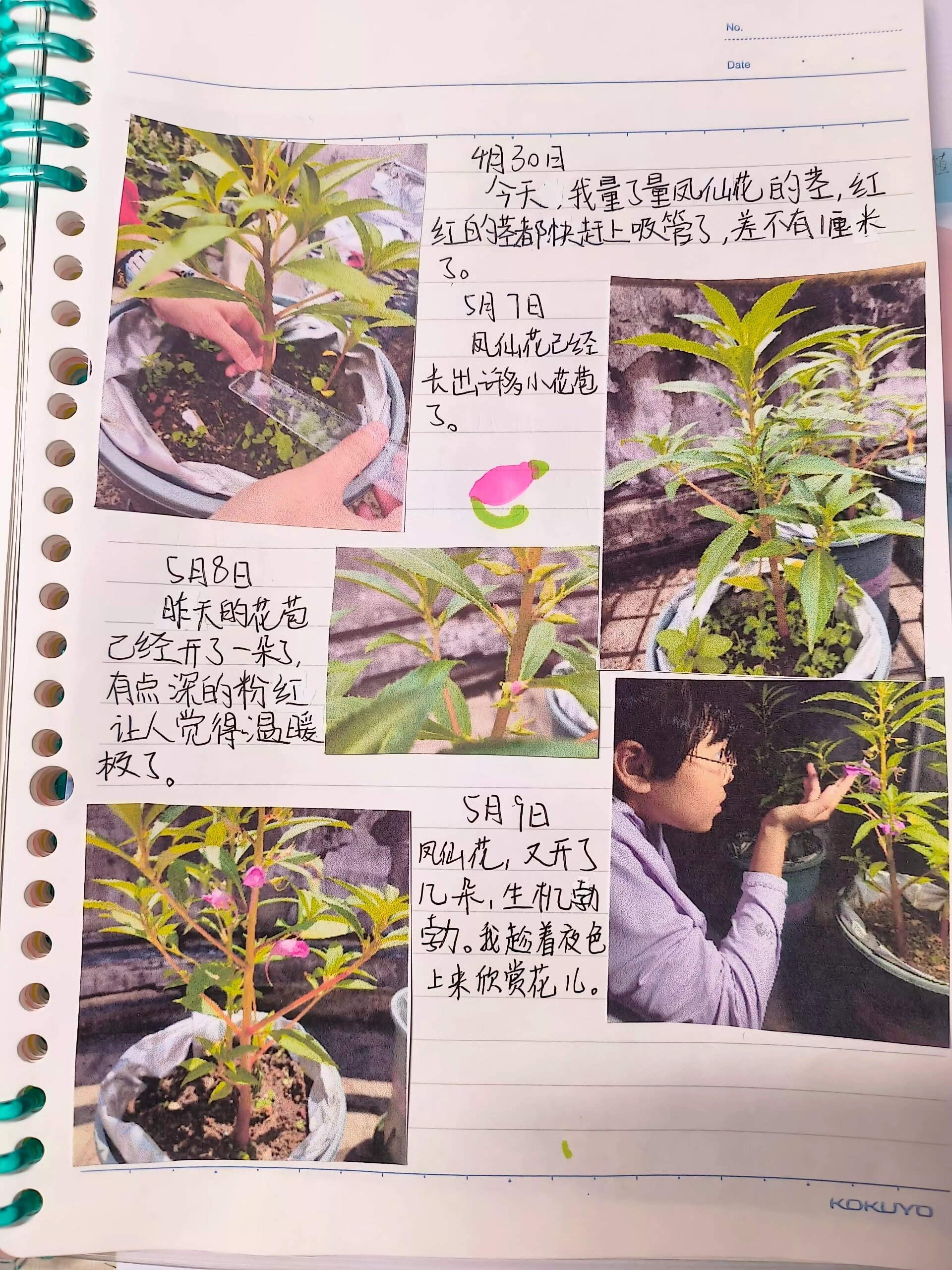 凤仙花生长日记配图片图片