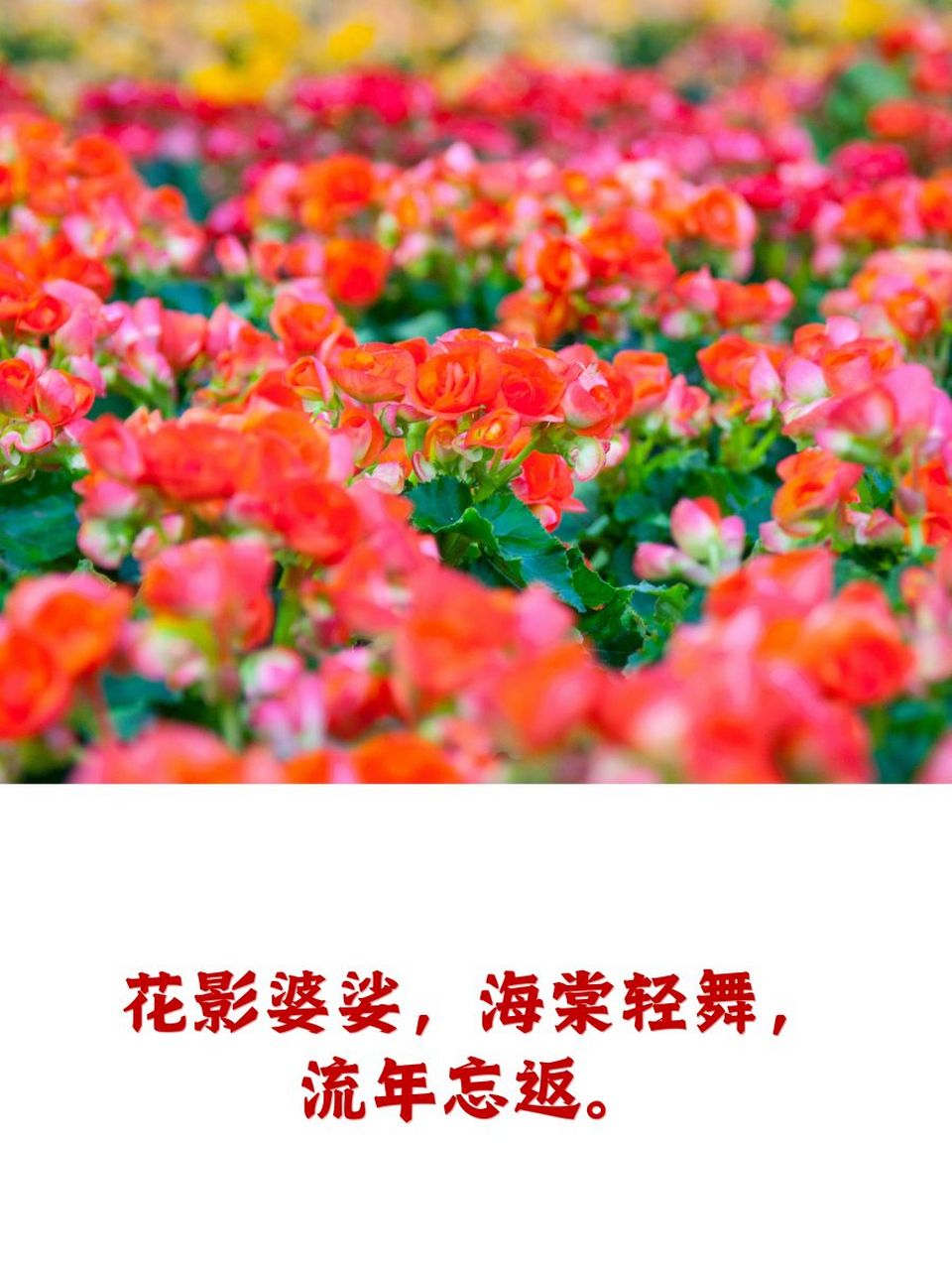 海棠花文案图片