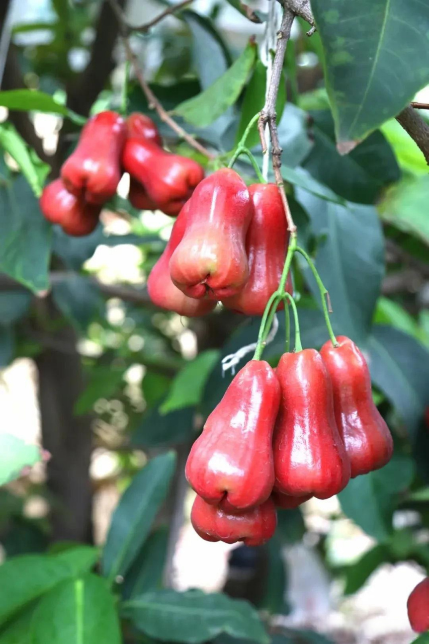 攀枝花头条品一口夏日的清甜,盐边莲雾成熟了!