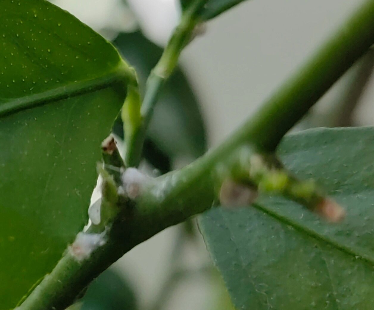 长寿花生白色虫子