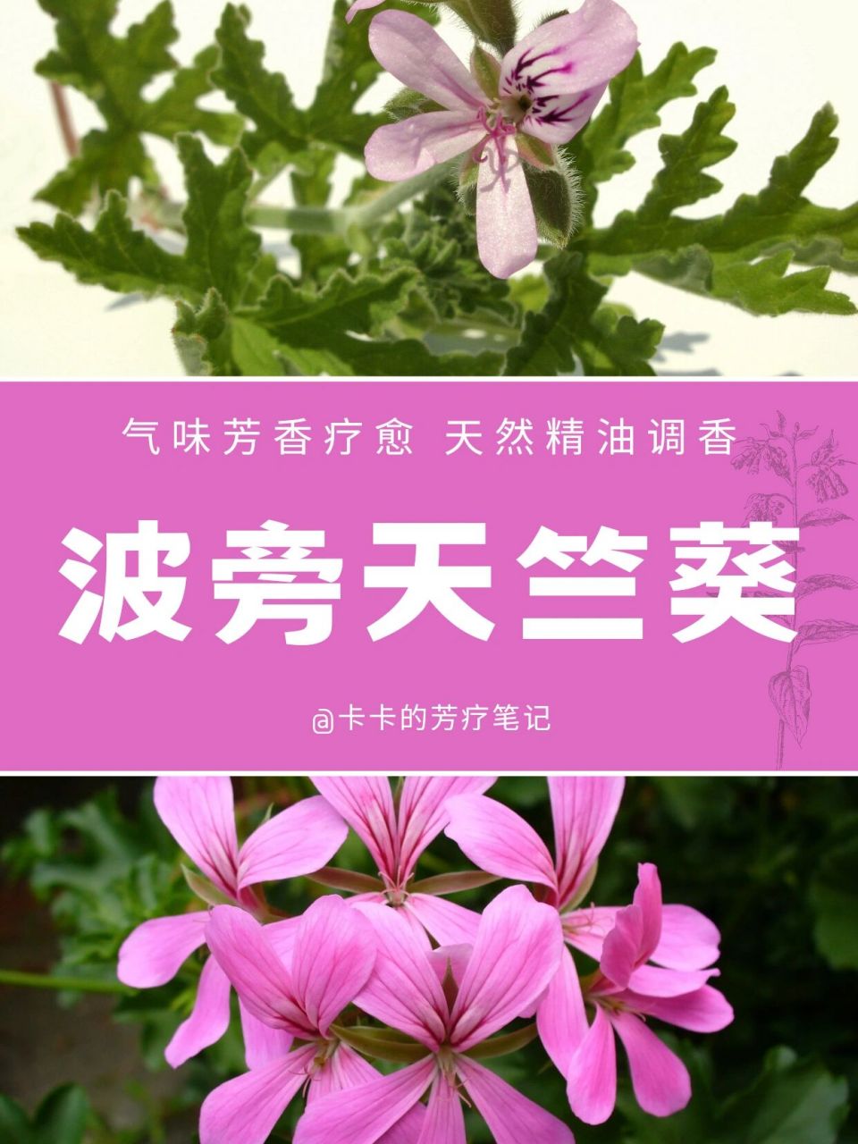 9191波旁天竺葵精油可以很好安抚紧绷的身心,改善焦虑和烦躁.