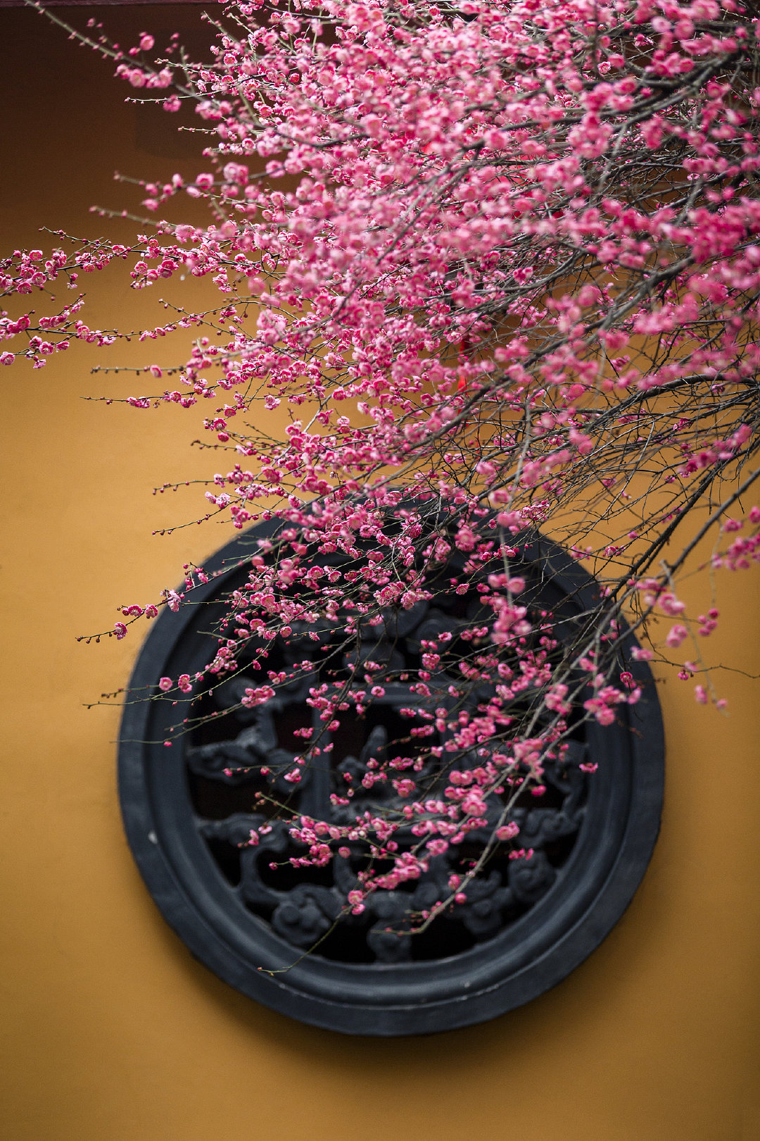 春天可不能错过这份梅景# 春风拂过,梅花悄然绽放,仿佛在诉说着冬去