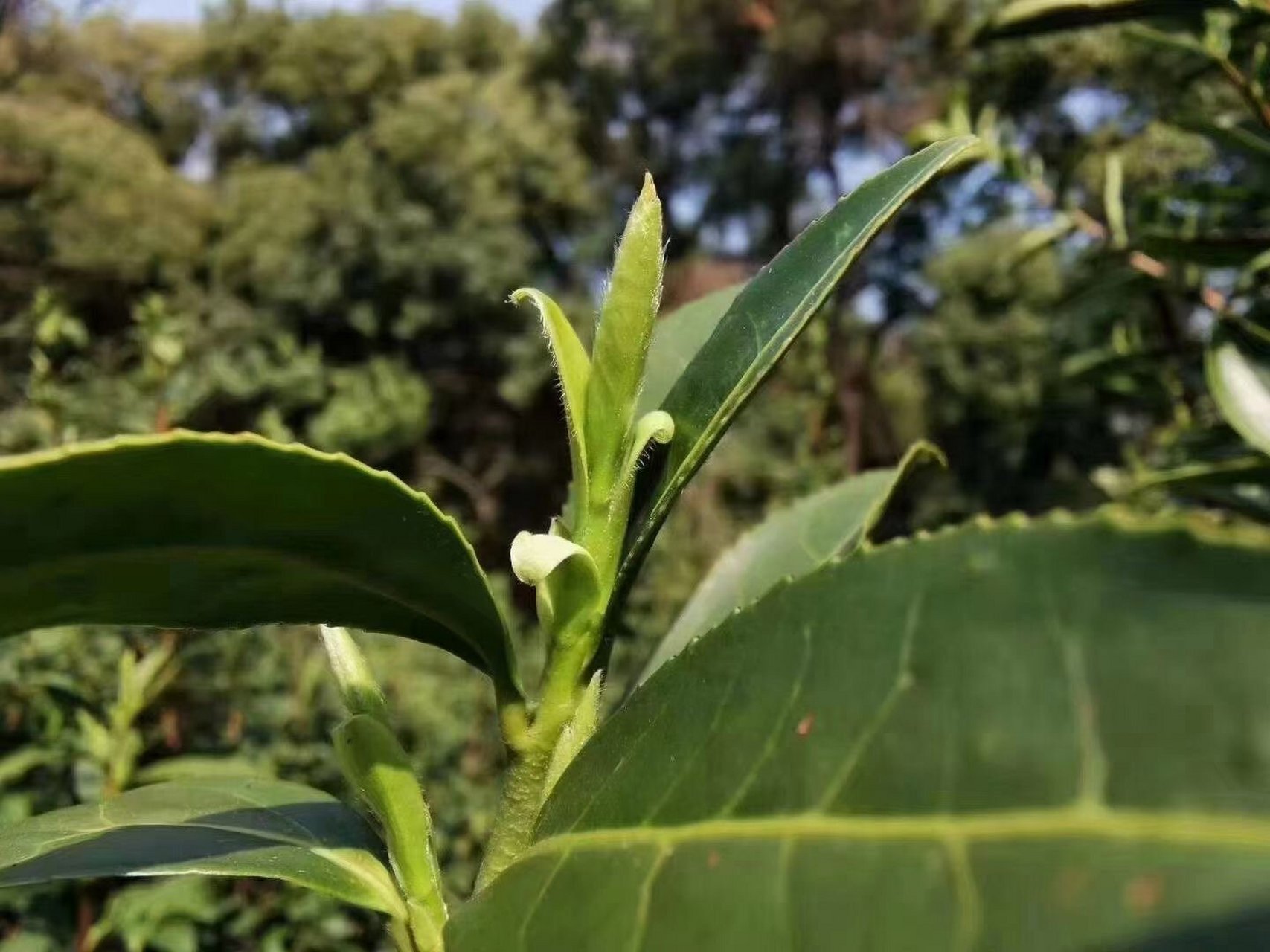 天福秀芽图片