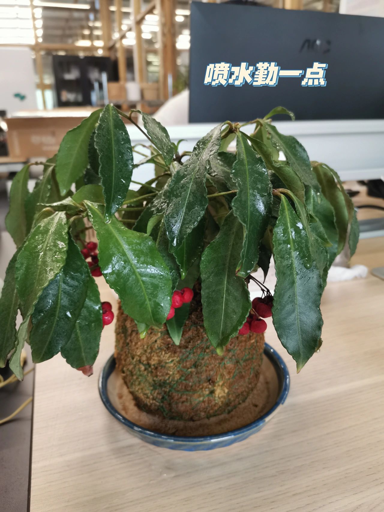 黄金万两植物怎么养图片