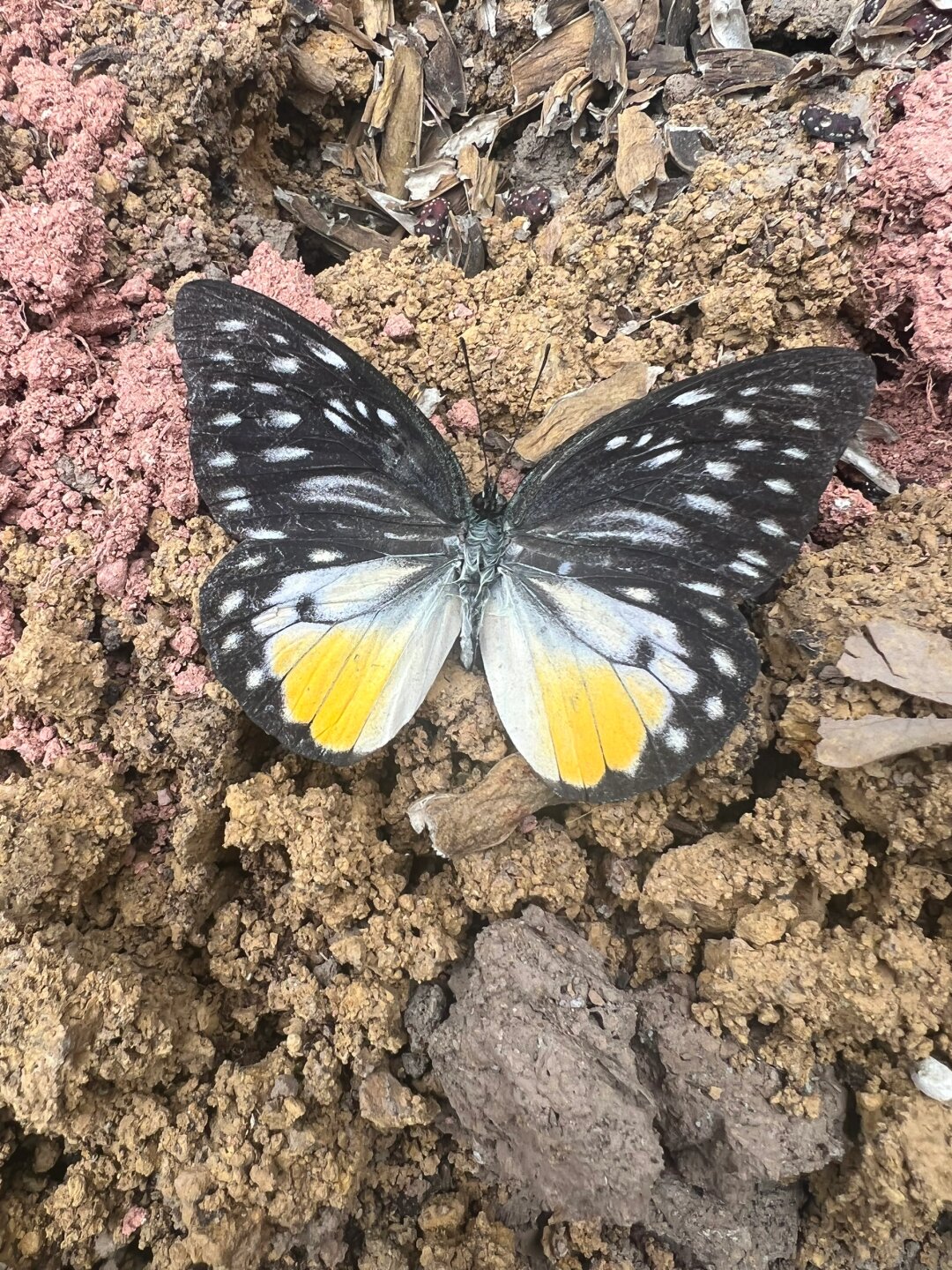 锯粉蝶雄蝶见过很多,雄蝶颜色也有很多不一样,第一次知道这个是锯粉蝶
