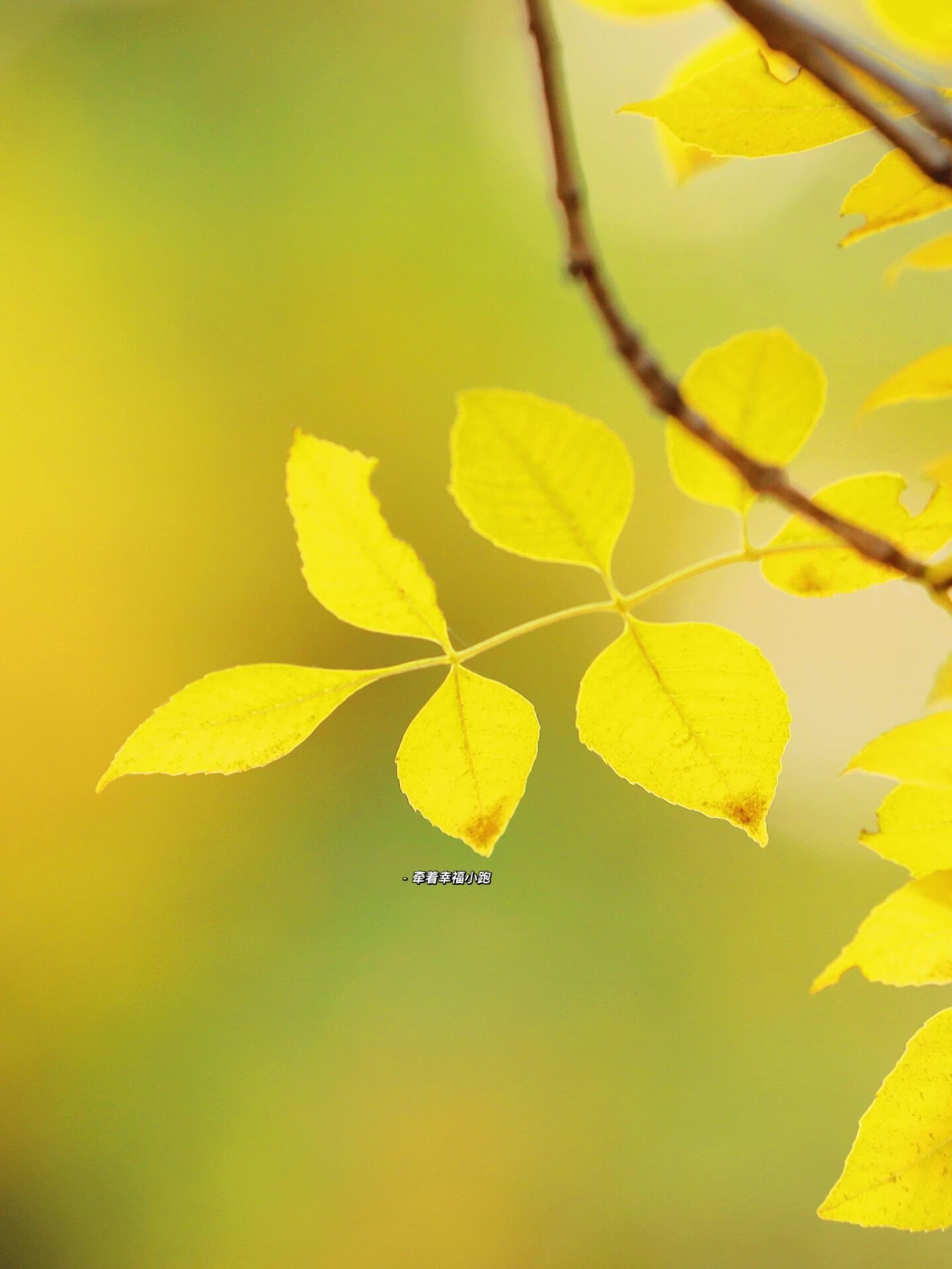 调色盘 红叶      叶子快落的没有了,偶尔有杏树上还挂几个零星的树叶