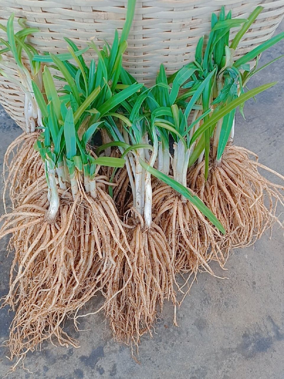 不知道什么是撇菜根的朋友进,云南的撇菜根 宝,你们要的撇(苤)菜根