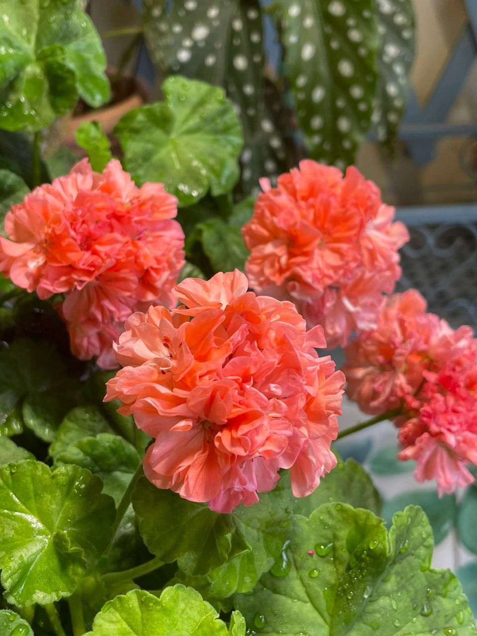 天竺葵- 橘子果酱 不同季节,光照温度以及不同的苗情下,有着不同表现