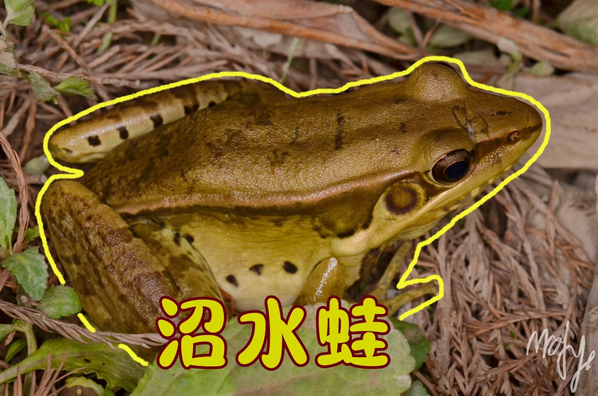 佛山两栖动物 - ep2 沼水蛙