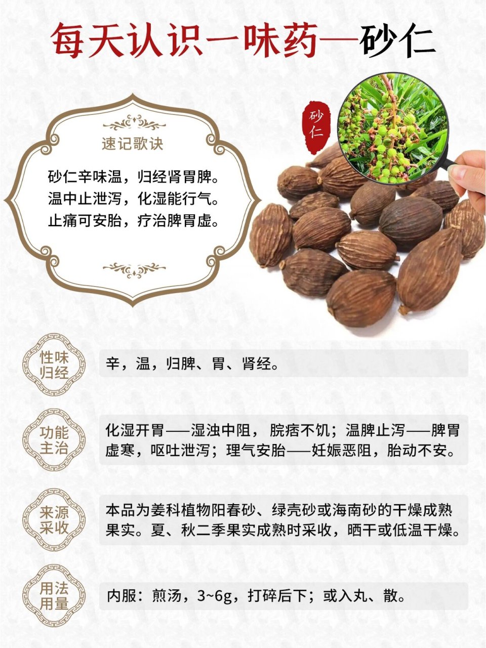 砂仁性味图片