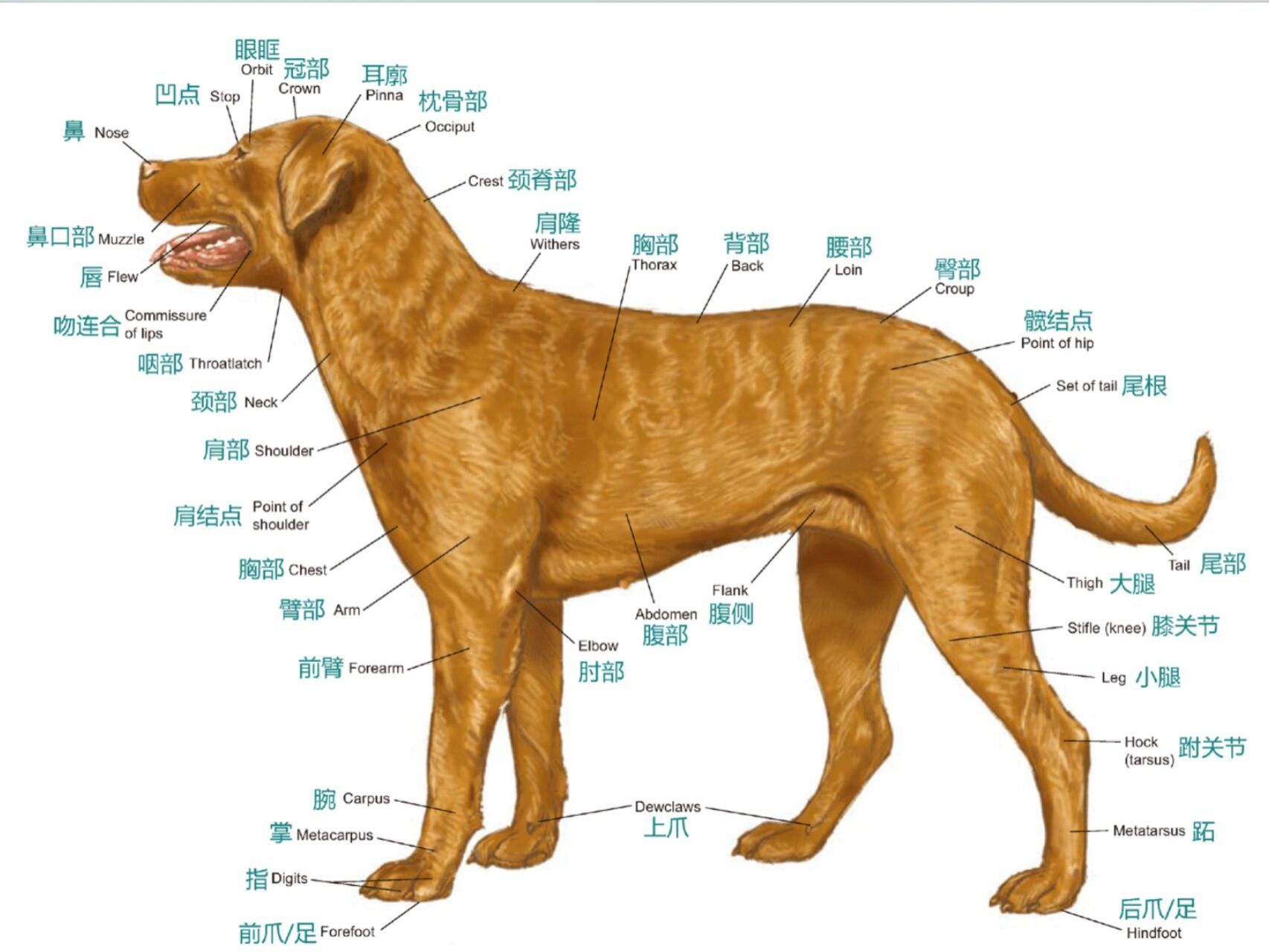 98狗子解剖图鉴 98的骨骼可分为中轴骨骼和四肢骨骼两部分 04