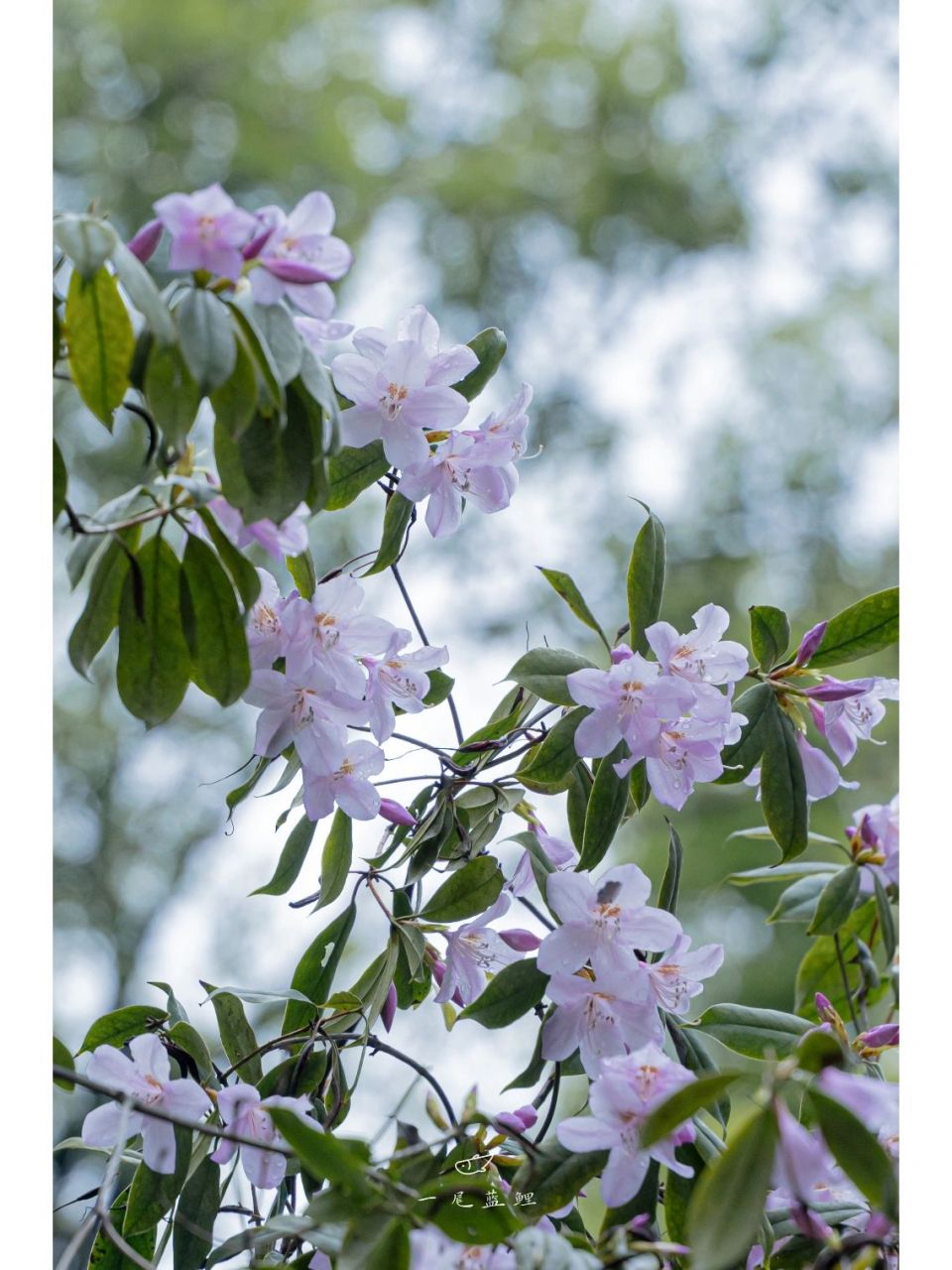 杜鹃花植物名片简单图片