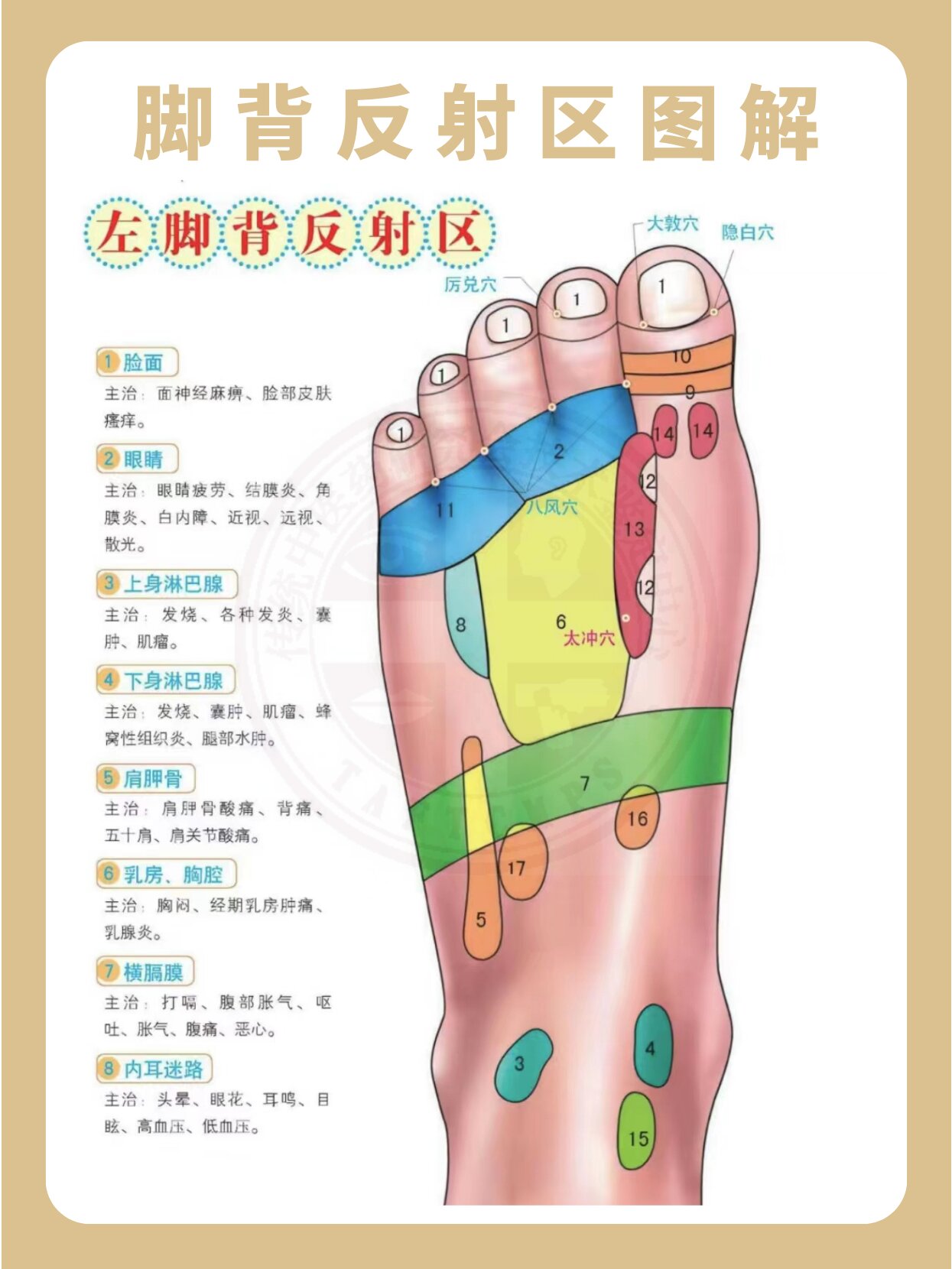 一图了解脚背反射区经络