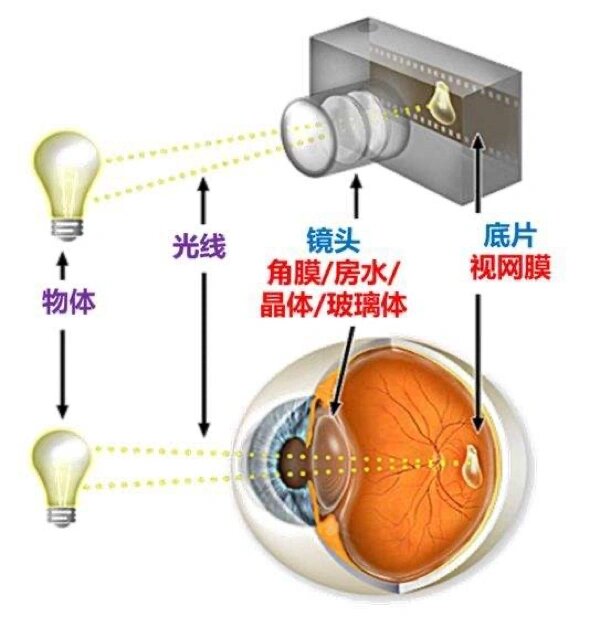 眼睛房水位置图片图片