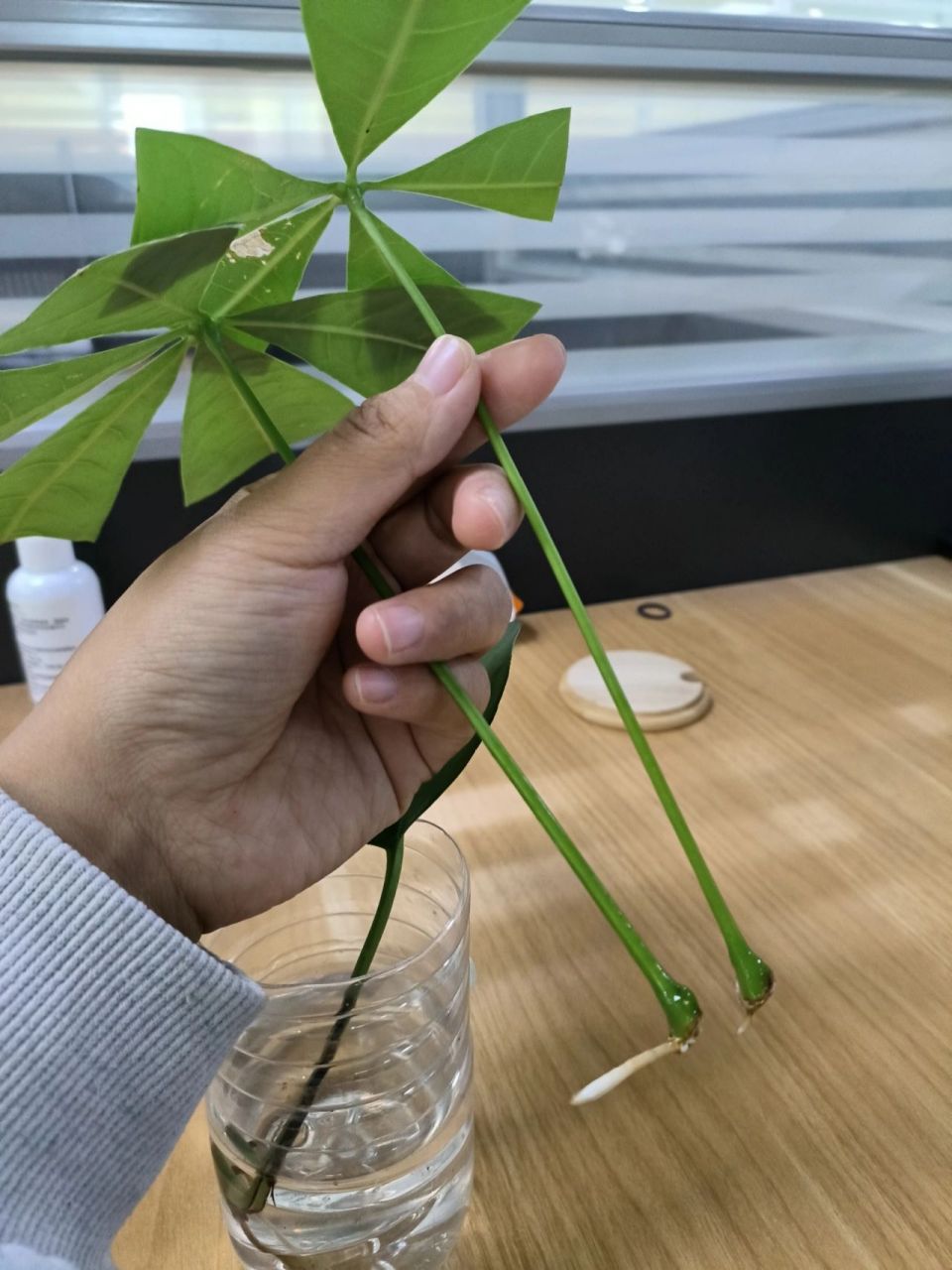 水培发财树 大概是八月底,九月初放进水里的,终于长根了能活不?