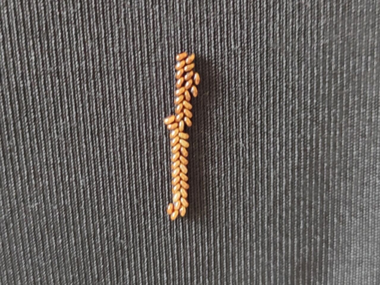 继绿色的臭屁虫卵之后又来的金色虫卵