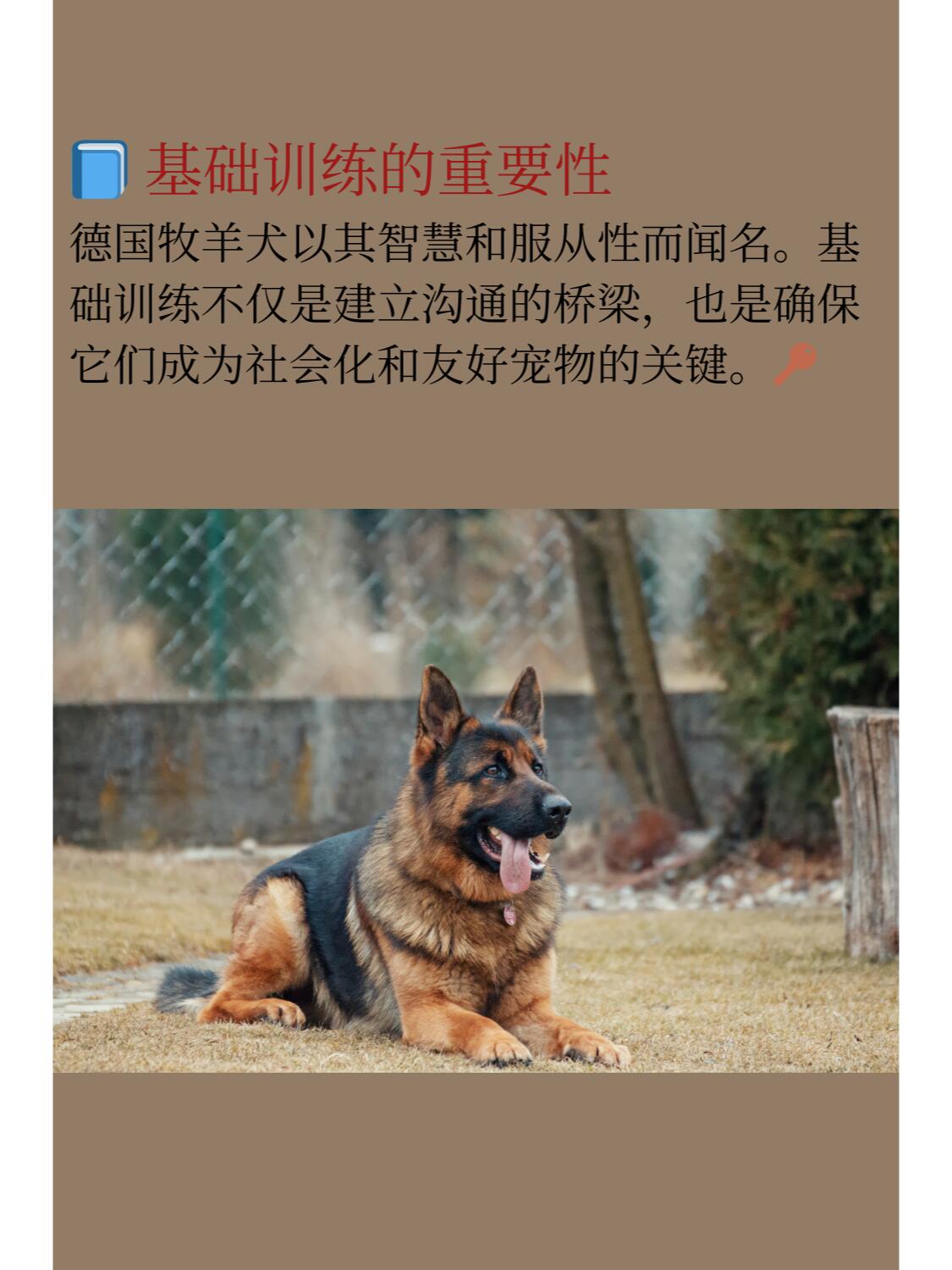 德牧幼犬喂养正确方法图片