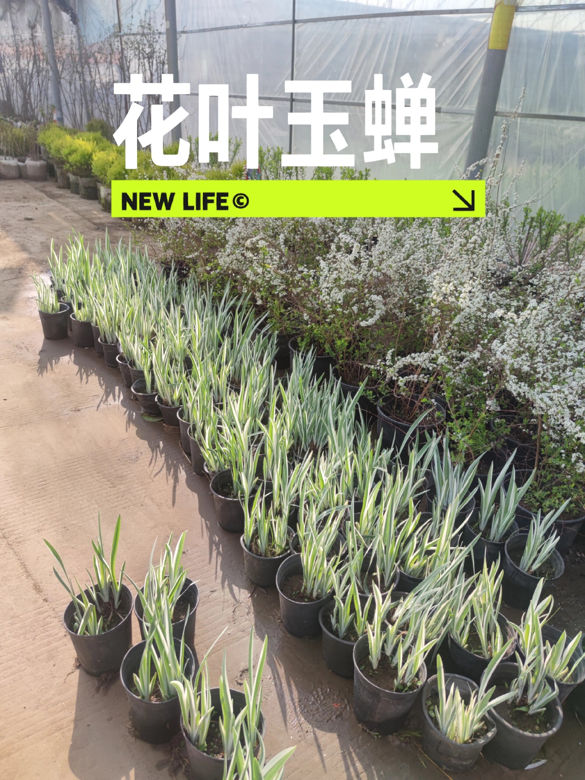 每逢花期花叶玉蝉简直是锦上添花 花叶玉蝉花花期在6月到7月份之间.