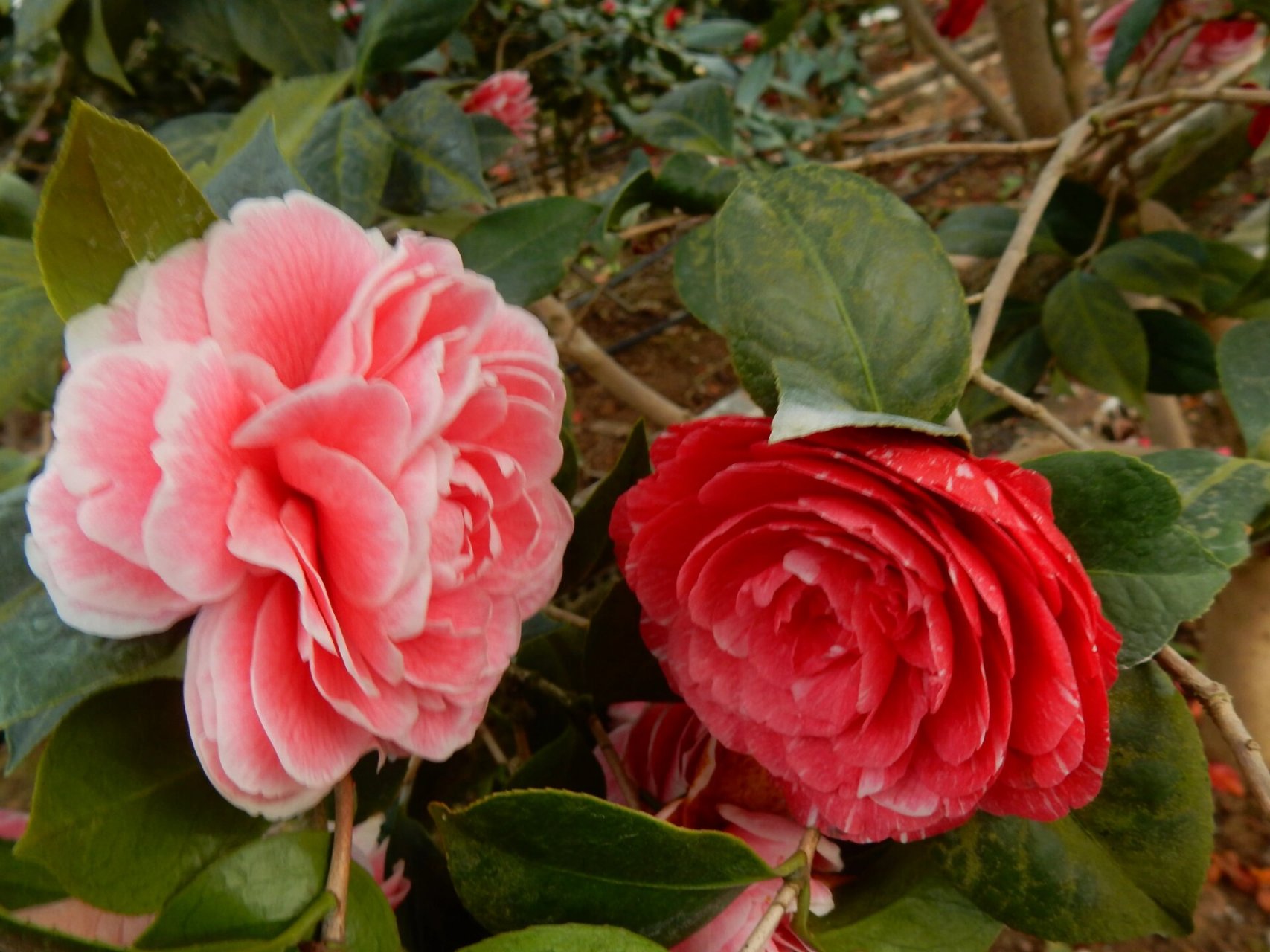 鸳鸯凤冠 茶花品种~鸳鸯凤冠 茶花鸳鸯凤冠属浙江名品之一.