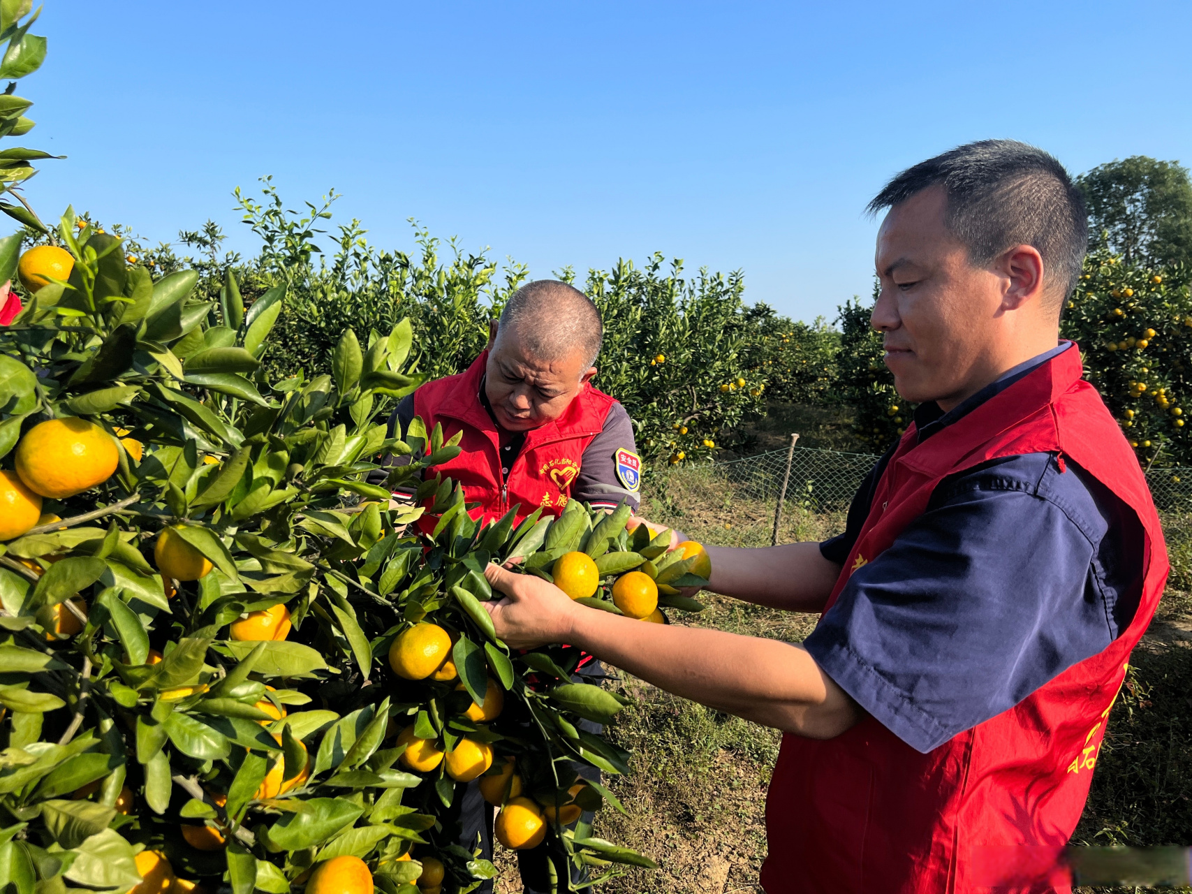 10月15日,湖北当阳市半月镇凤凰山柑橘基地满园飘香,硕果累累.