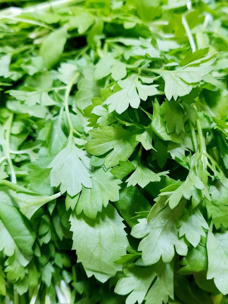 英菜(樱菜) 92昨天买了很多英菜,现在出发,给姑妈家送去,一家人顺便