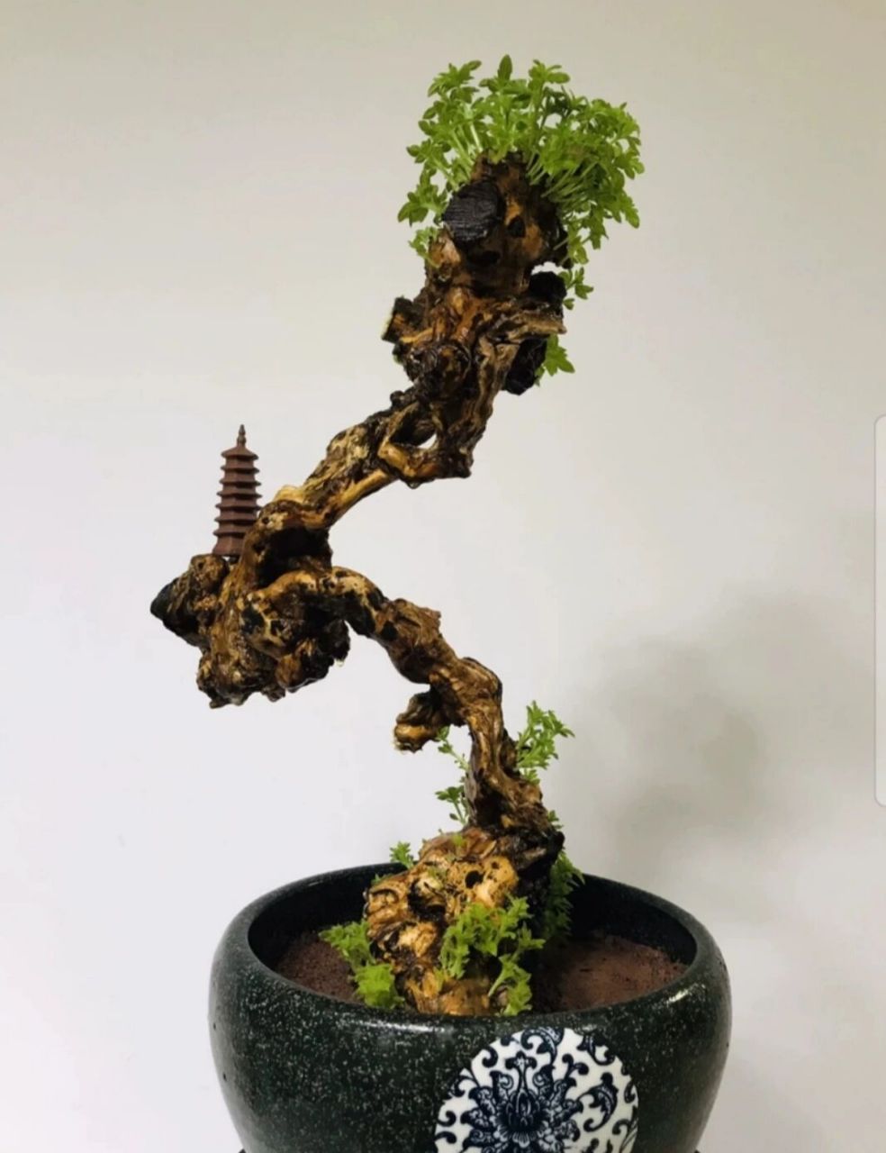 黄荆 黄荆盆景舍利镂空碳化老桩,尺寸大小见图,高度51厘米盆土上,根盘