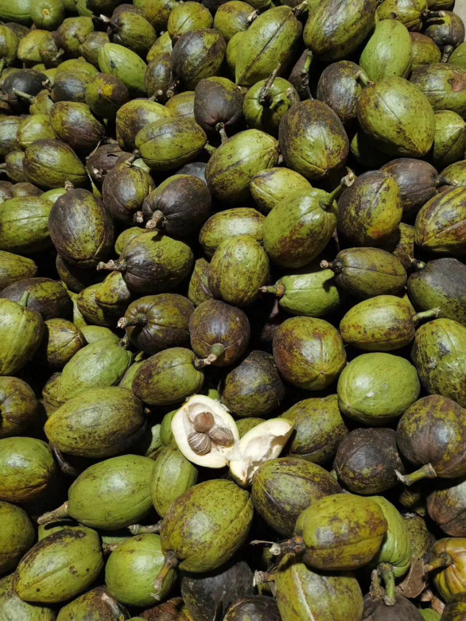 发财树果实种子熟啦! 到了种发财树种子盆栽的时候啦!