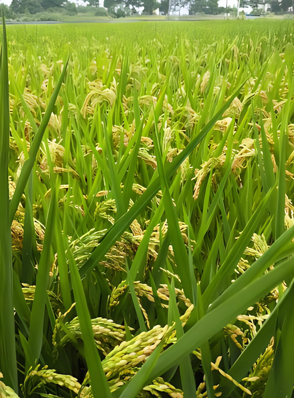 谷穗图片 98谷穗的抽穗期 98优质稻穗正常结实 98水稻抽穗扬花