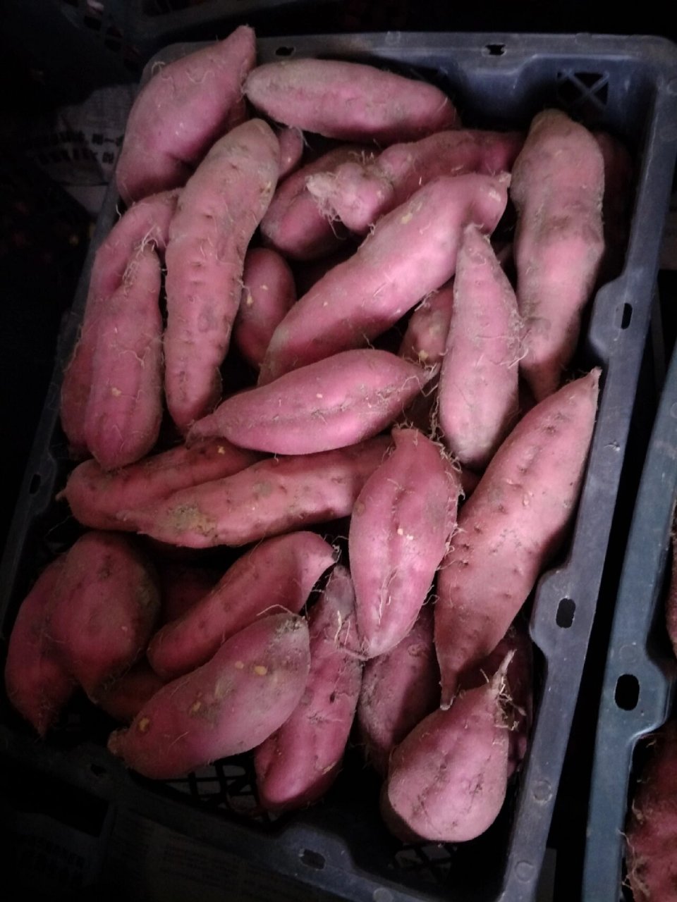 海南三宝长寿果