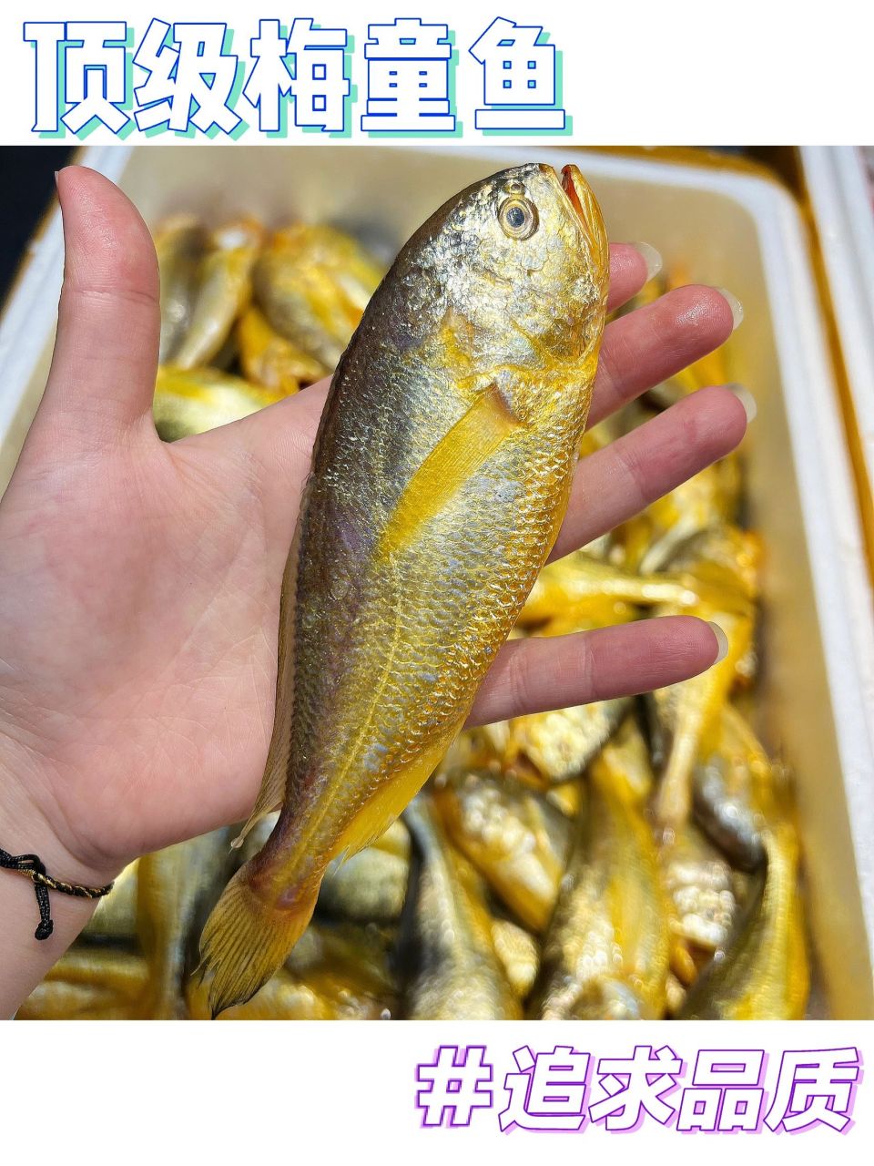 低调奢华顶级梅童鱼 碰到这样的品质,真的要看缘分 质量一流!