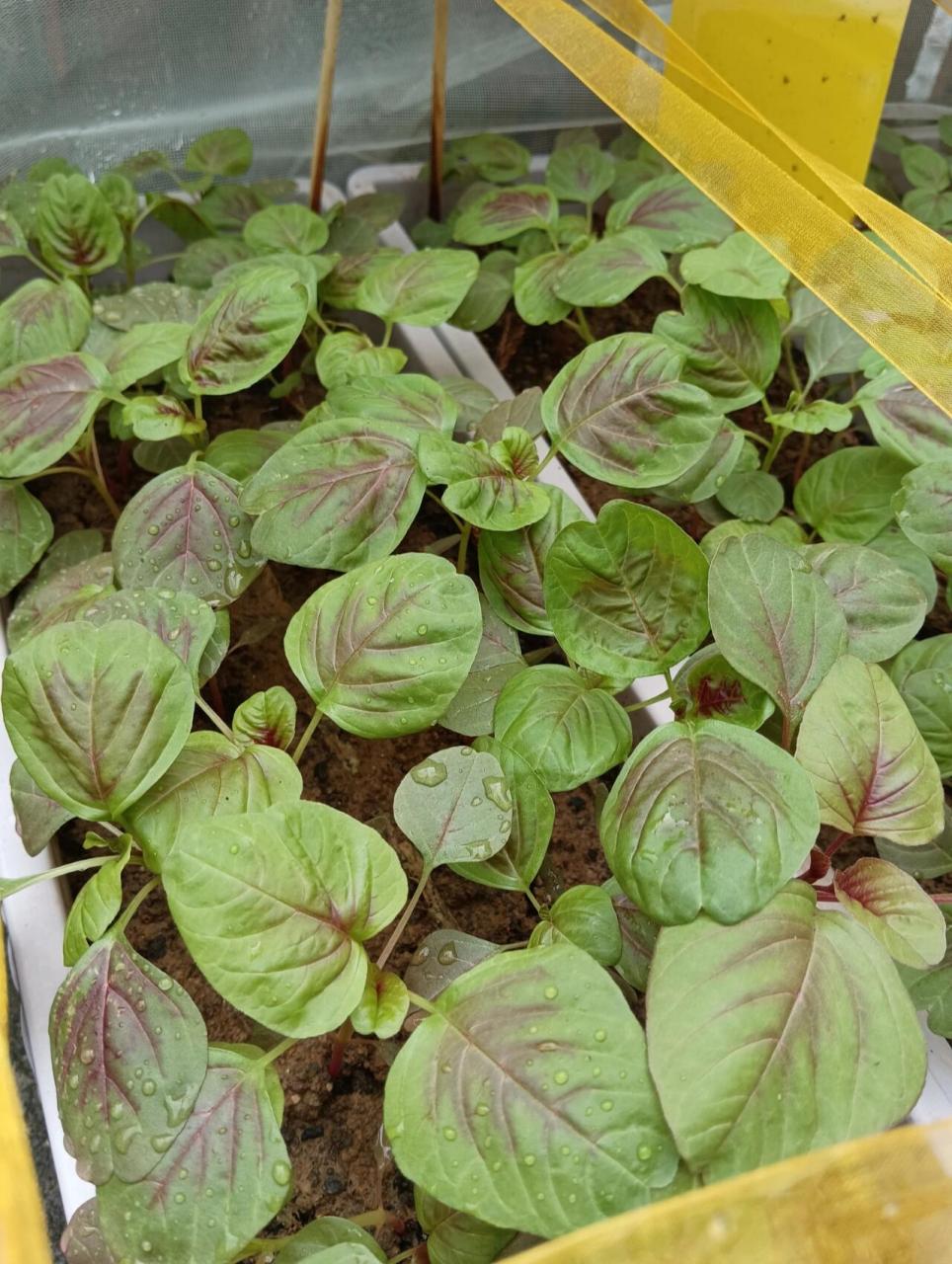 02苋菜 发芽适宜温度:25-28度 生长适宜温度:22-28度 最高:28-35度