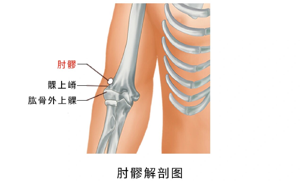 人体肘部哪个位置图图片