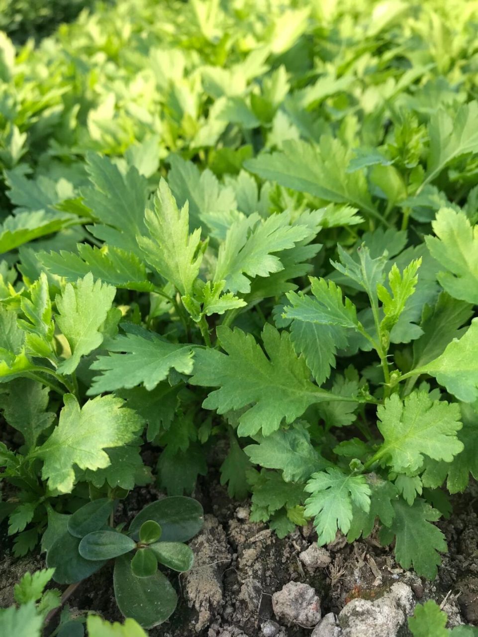 还可搭配面条,早餐来个菊花叶鸡蛋面清新可口,人