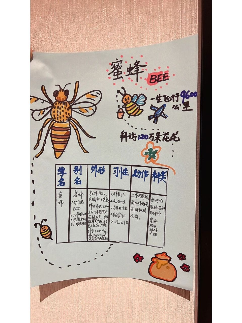小学三年级昆虫记录卡图片