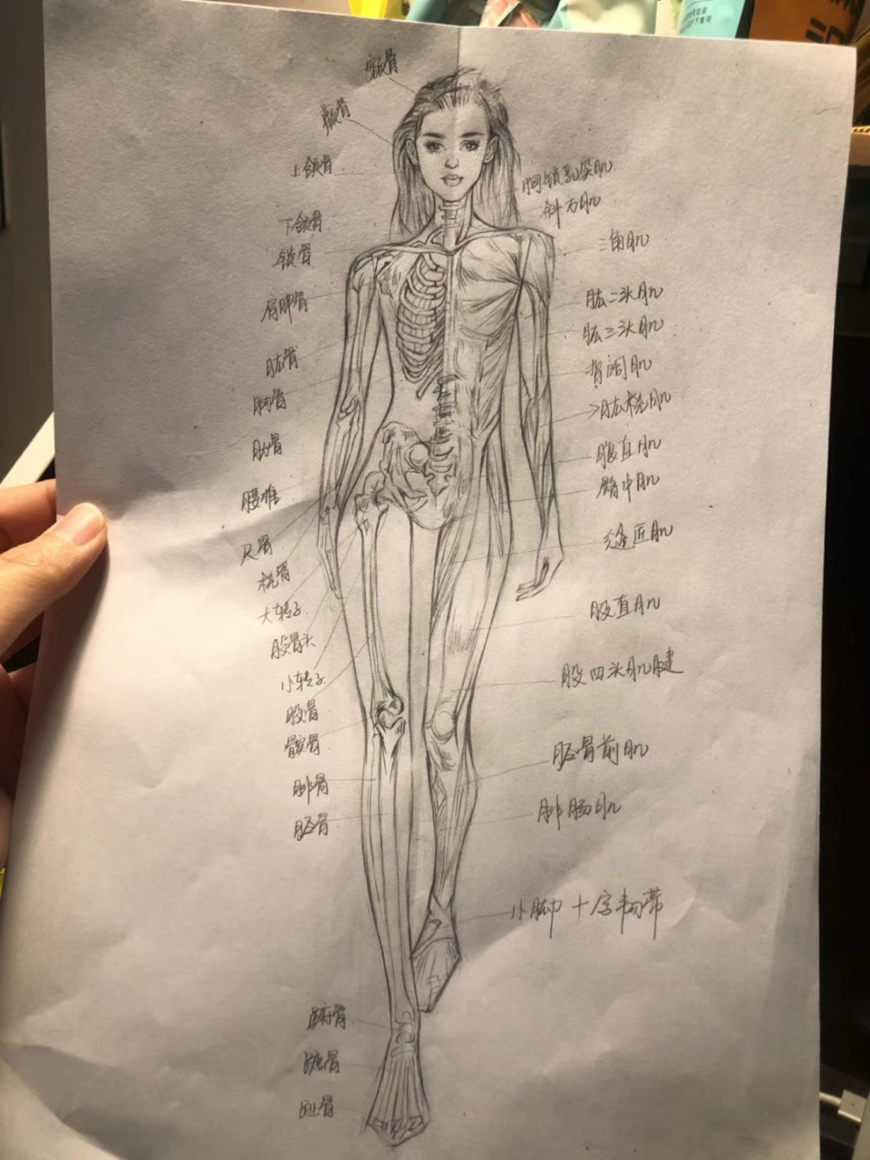 服装艺用女人体结构 画了一个女人体结构,以及眼睛的练习