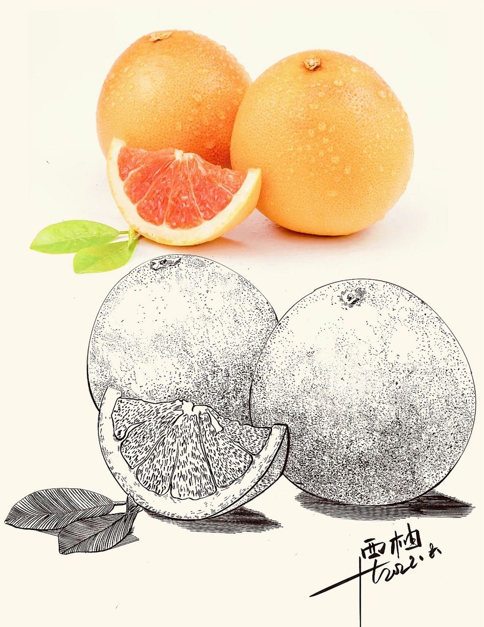 水果写生合集1:线描速写素材分享 甜美好吃的水果……补充维c