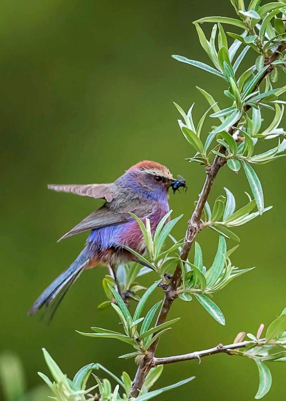 世界上最美的雀|花彩雀莺 中文学名:花彩雀莺 外文名:white-browed