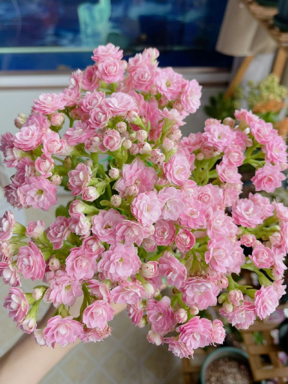 长寿花 朱丽叶 花量大94夏天消苞也不严重99 很奈斯00