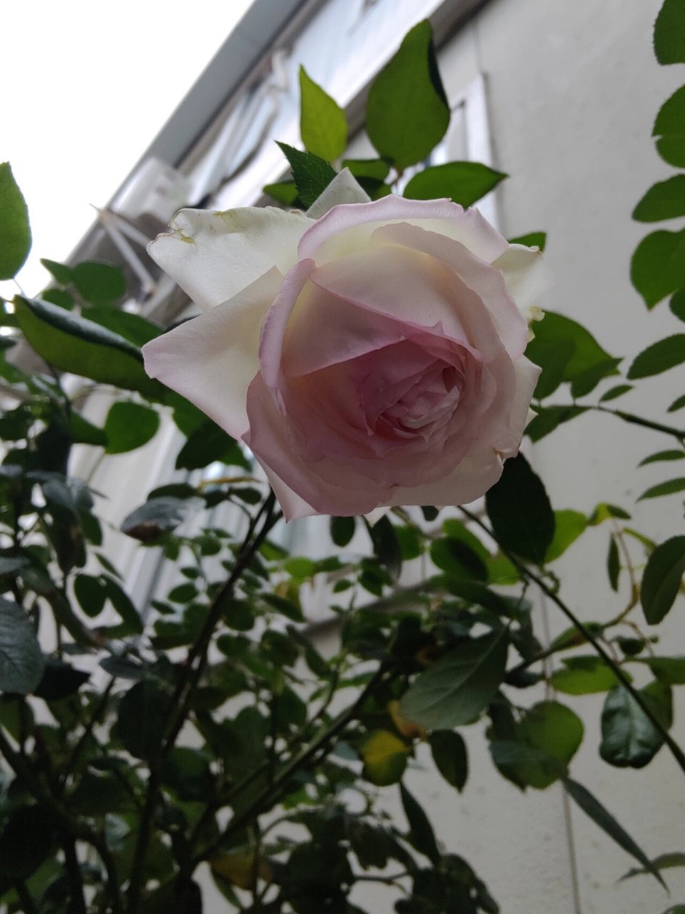 乐天派 月季 皮实好养活 叶子绿油油