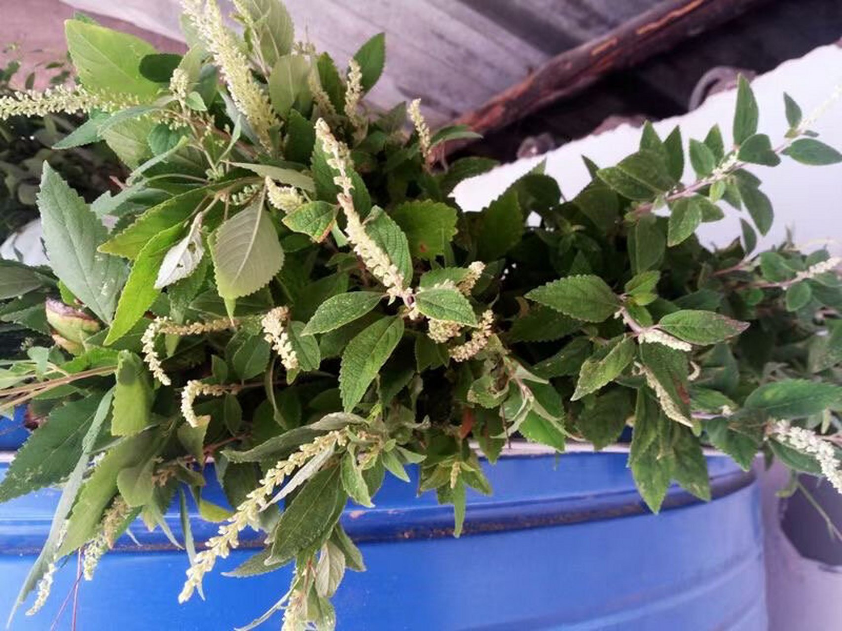 每天认识一款养泩茶 野坝子茶有清热解33,消食化积的作用.