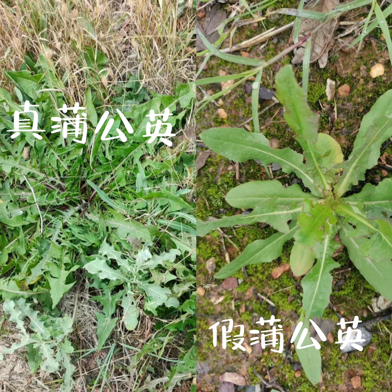 蒲公英舌状花外形图图片