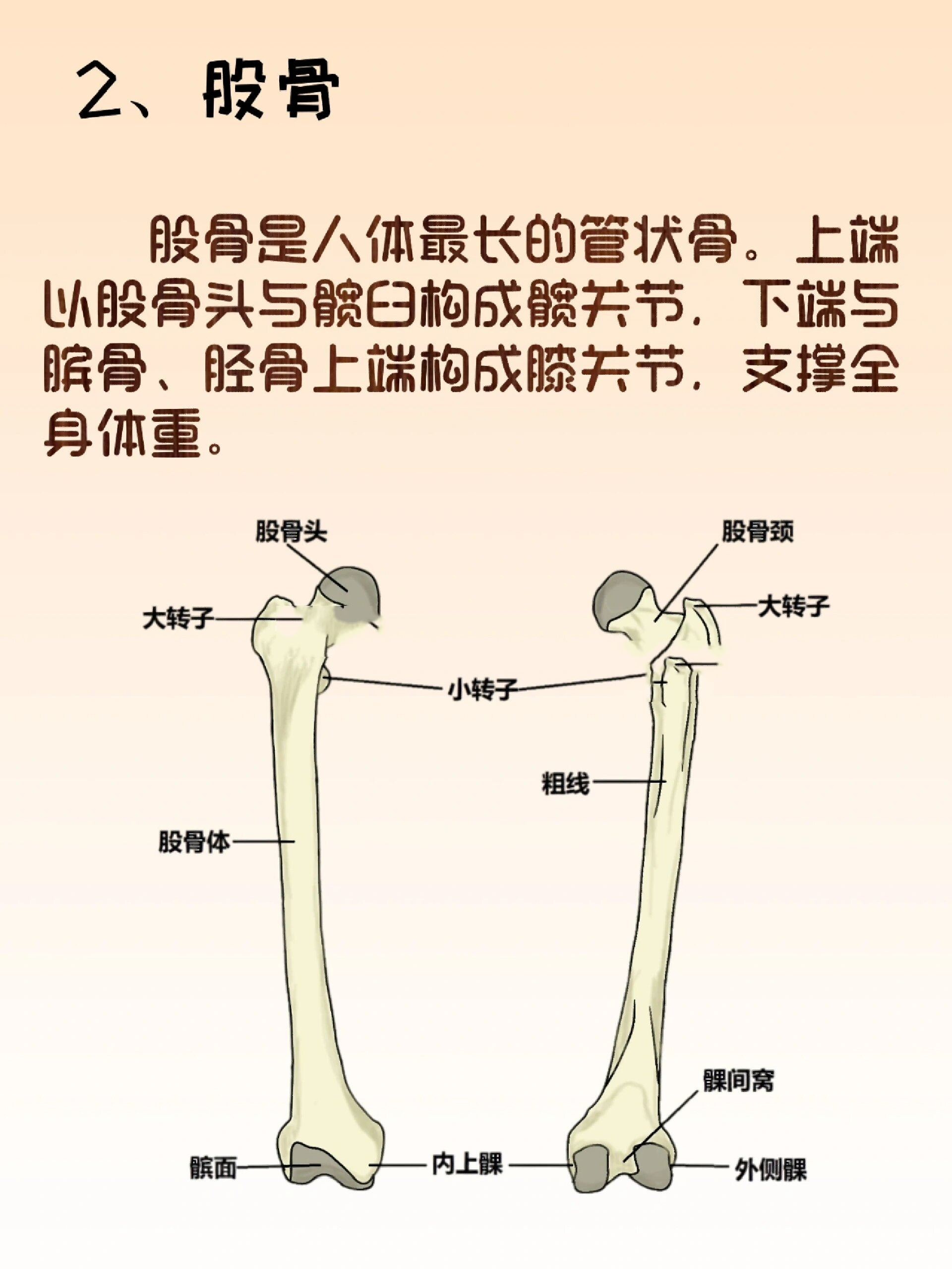 大腿骨正常图片图片