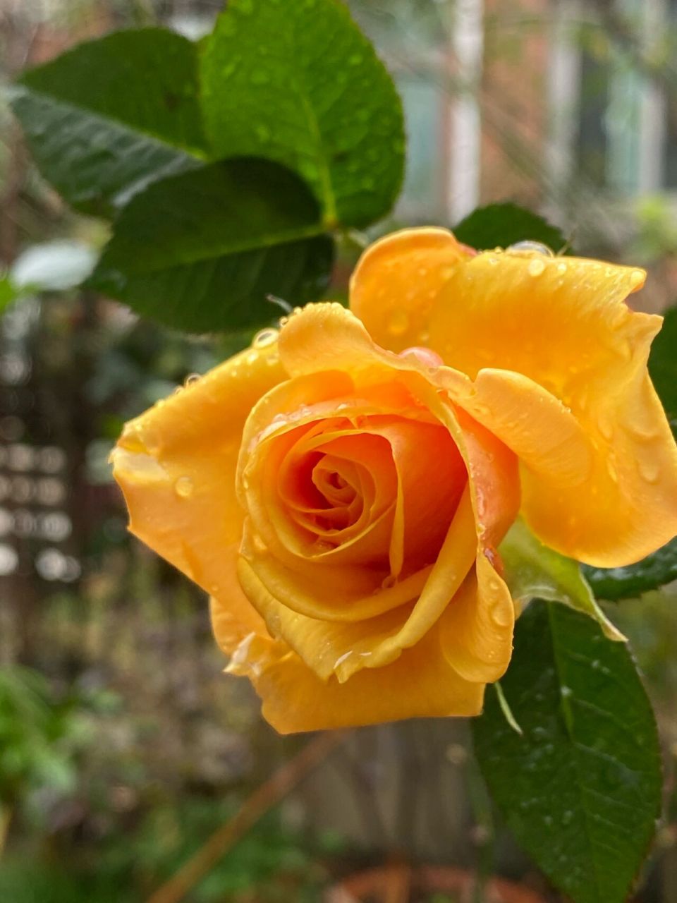 几朵月季"闪耀",这个冬天竟然如此出色.