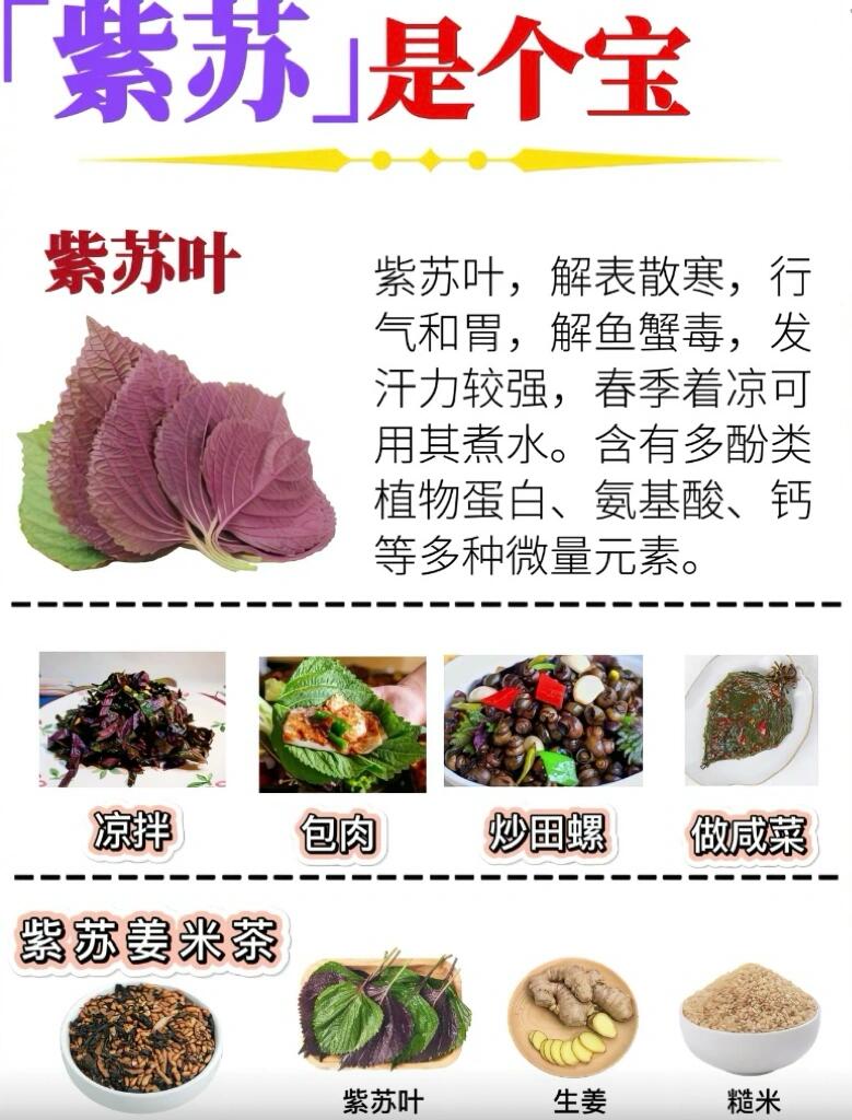 1, 物种起源 紫苏在中国种植应用约有近2000年的历史,主要用于药用